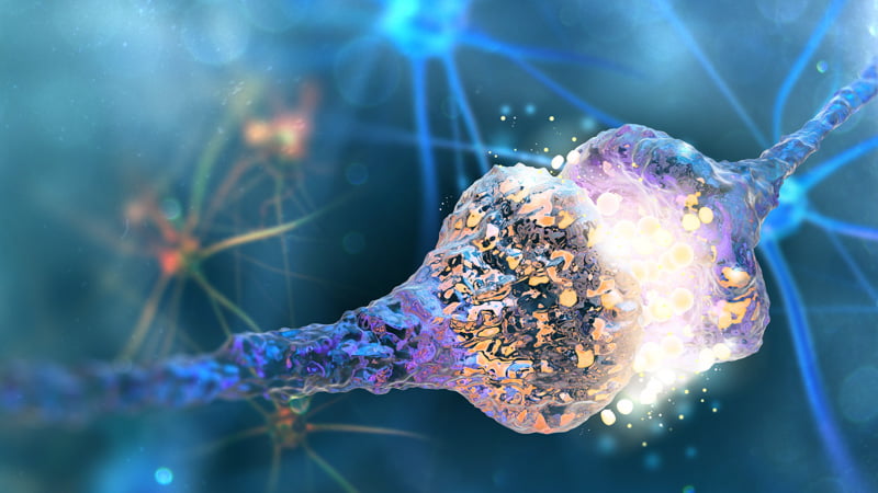 Illustration of the Endocannabinoid System Reaction