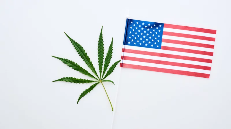 Image of hemp leaf and US flag on white background