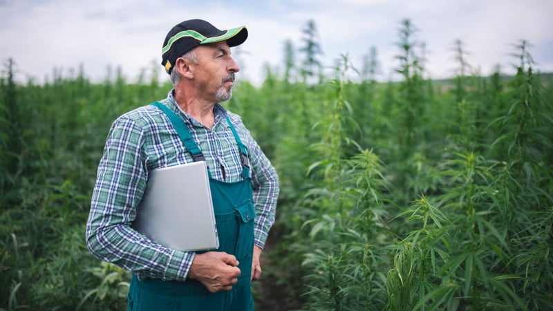 Man Wearing Cap Standing on the Hemp Field with Paper on His Arm