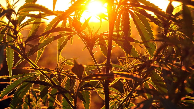 Silhouette of Hemp Plants Over a Sunset 