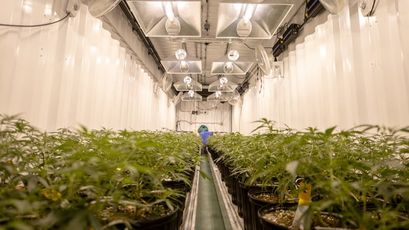 Hemp Plants Inside the Ventilated House