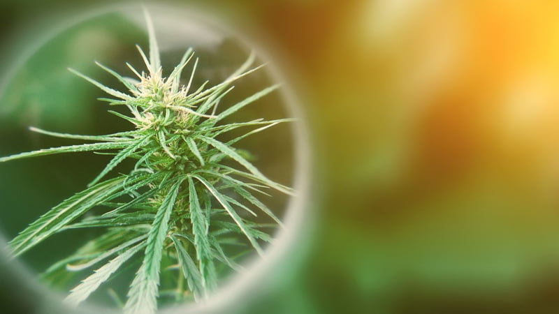 A Focus Image of a Hemp Flower in the Field