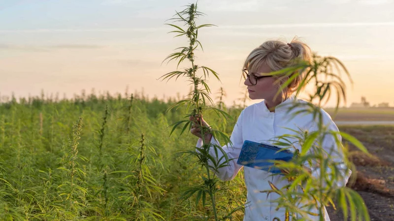Scientist Checking on Hemp Plant on the Field