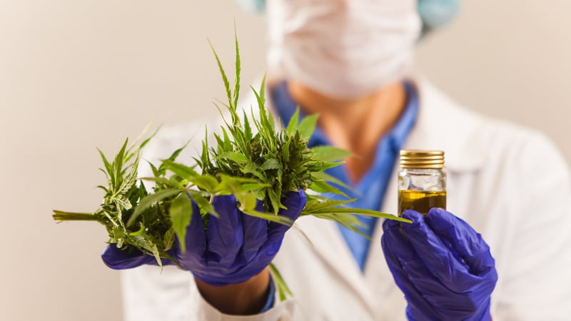 Researcher Holding Hemp Leaves in One Hand and Oil on the Other Hand