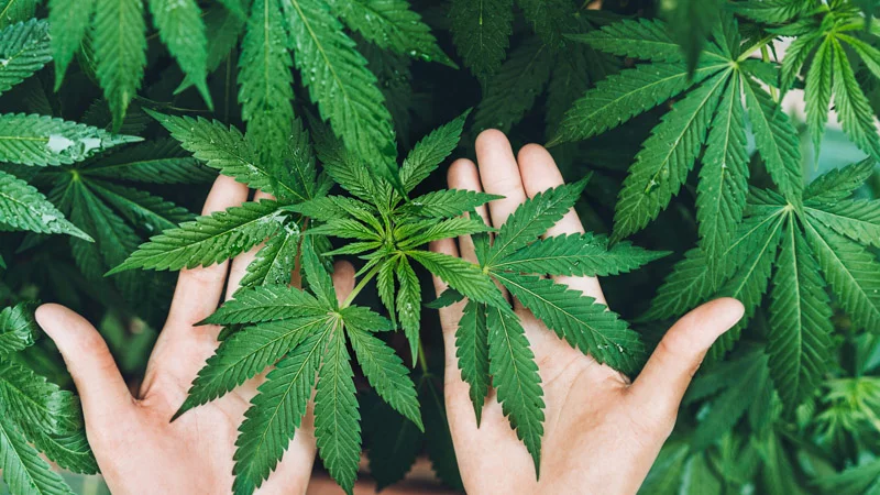 Two Hands Holding the Hemp Plant