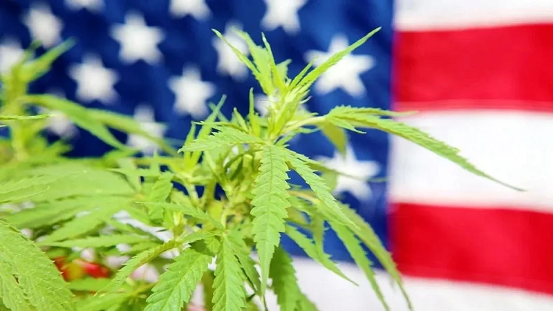 cannabis plant with US flag at the back