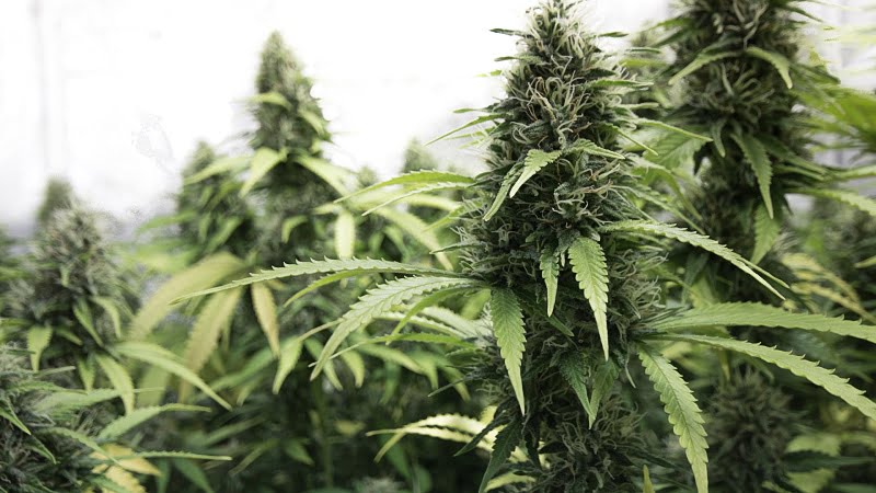 Cannabis budding plant for Delta 8 THC 