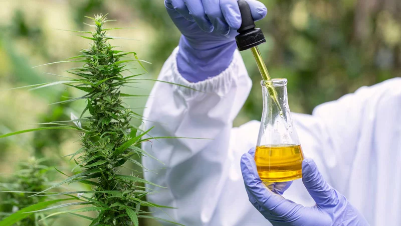 The hands of scientist dropping hemp oil for experimentation