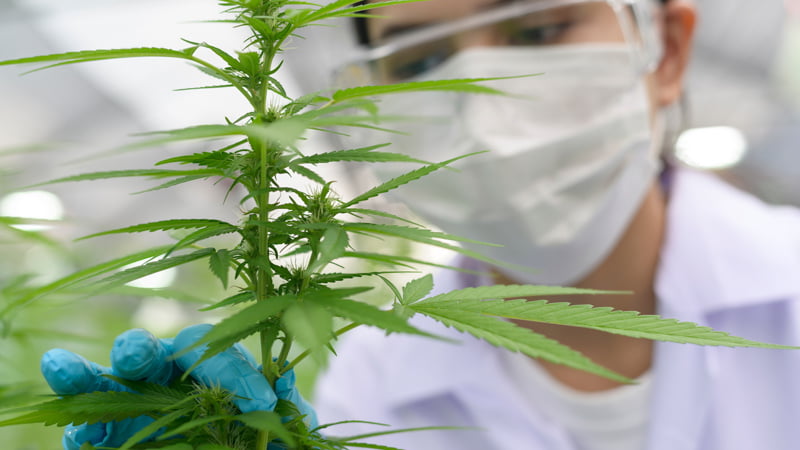 Researcher Wearing Mask Checking on Hemp Plants