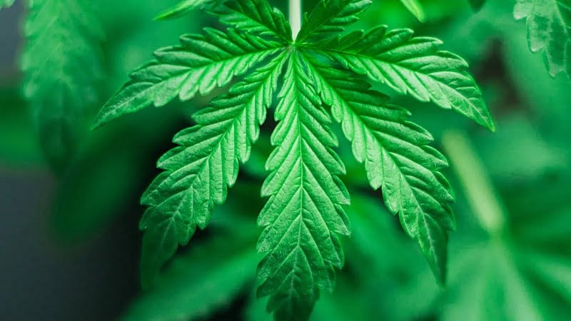 an image of cannabis leaf