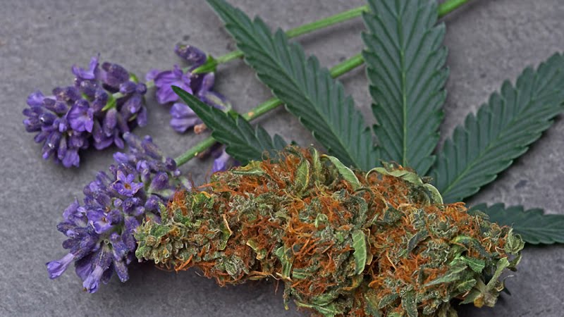 hemb bud with cannabis leaf and flowers