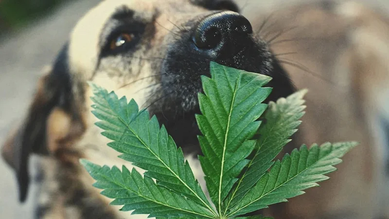 image of a dog face and a hemp leaf