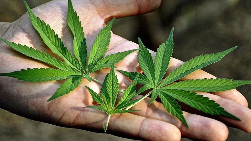 close up image of a man's hand holding hemp leaves