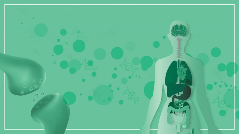 Illustration of Endocannabinoid System and Human Body