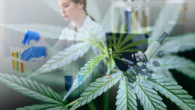 THCP - Newly Discovered Cannabinoid: Is It More Potent Than THC?