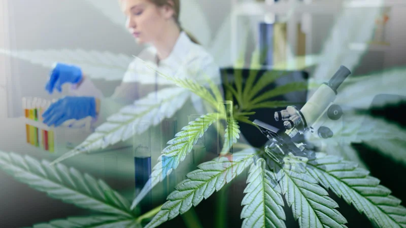 Image of Hemp Leaves Blurry with a Researcher at the Background