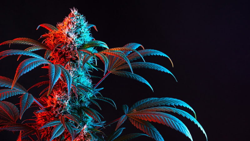 Dual Toned Red and Blue Vaporwave Flowering Hemp Plant in Black Background