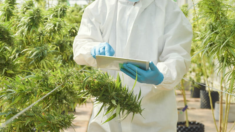 Researcher Checking a Paper inside the Hemp Green House