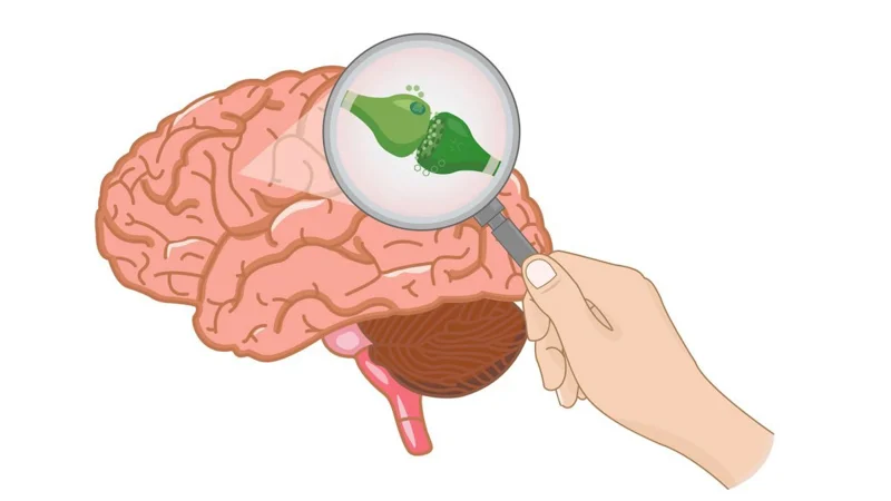 Illustration of the Brain and the Receptors 