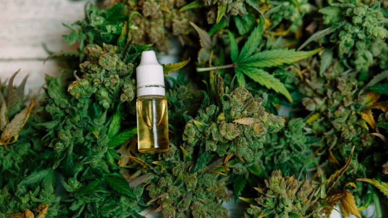 Hemp Oil on the Bottle Surrounded by Hemp Leaves and Buds