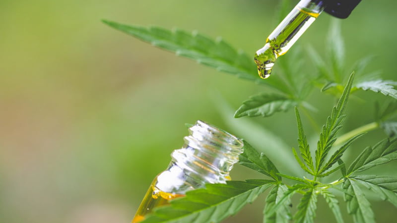 CBD Oil with Hemp Plants