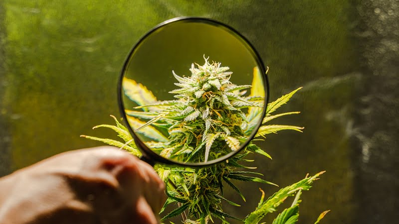 Image of cannabis buds under magnifying glass