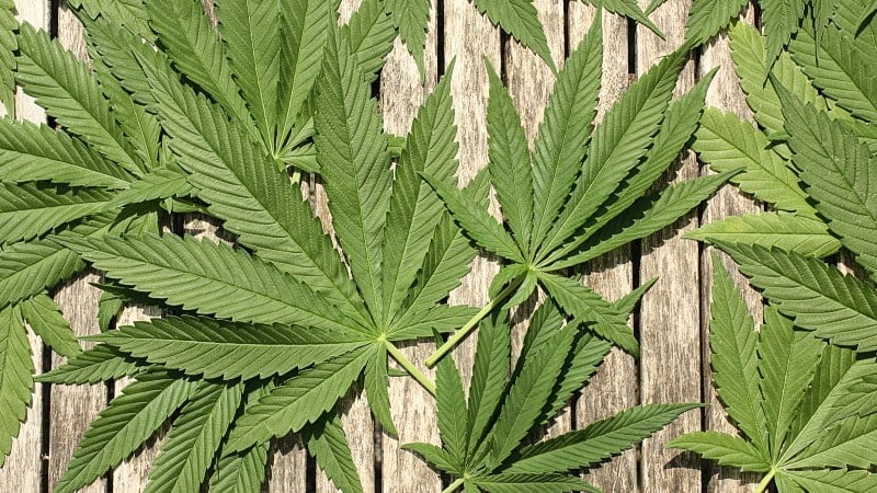 cannabis leaves on a wooden surface