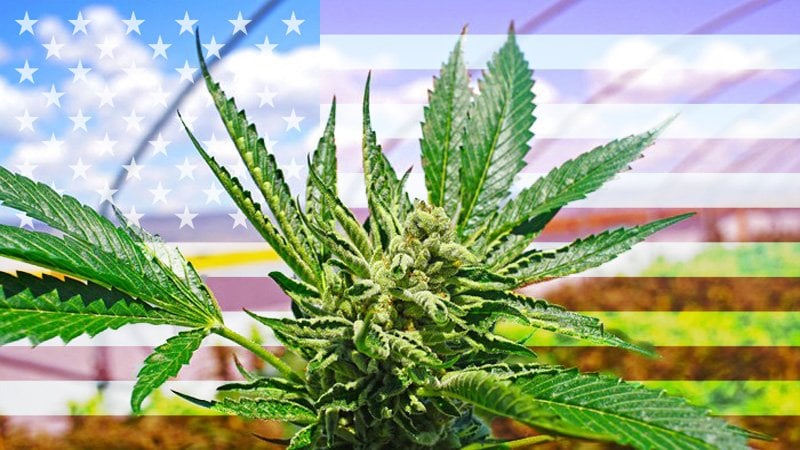 Weed with the American flag behind it