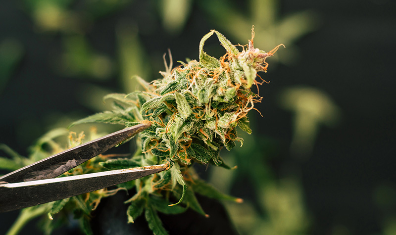 A cannabis flower being transported to the next process