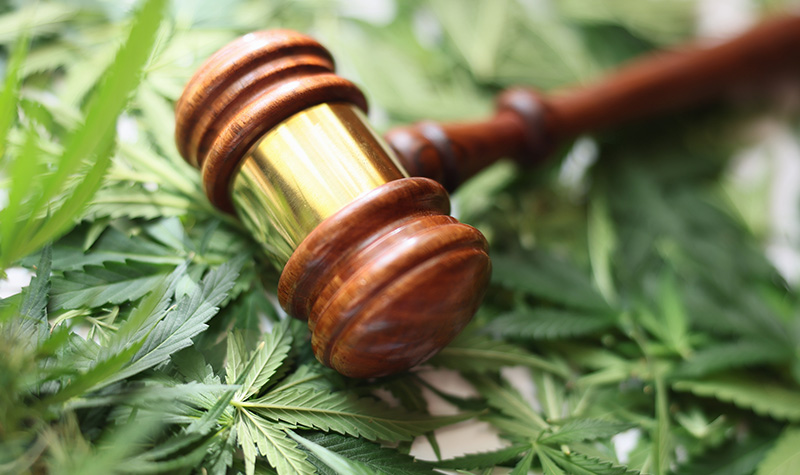 A gavel placed on top of cannabis leaves