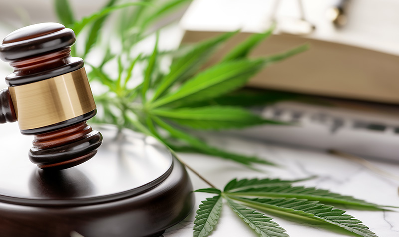 Gavel next to cannabis leaves