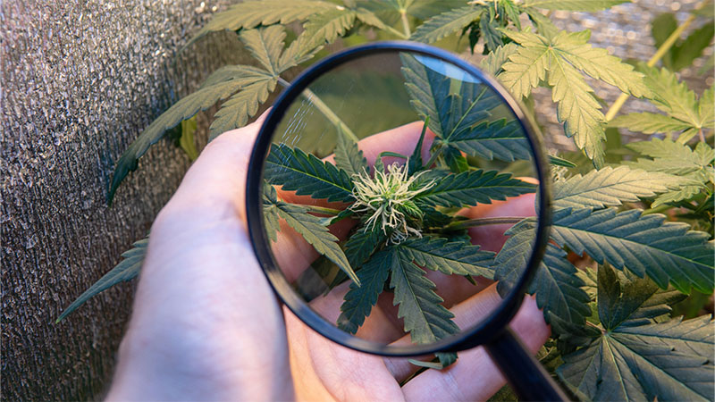 Finding HHC or THC on marijuana plant using magnifying glass