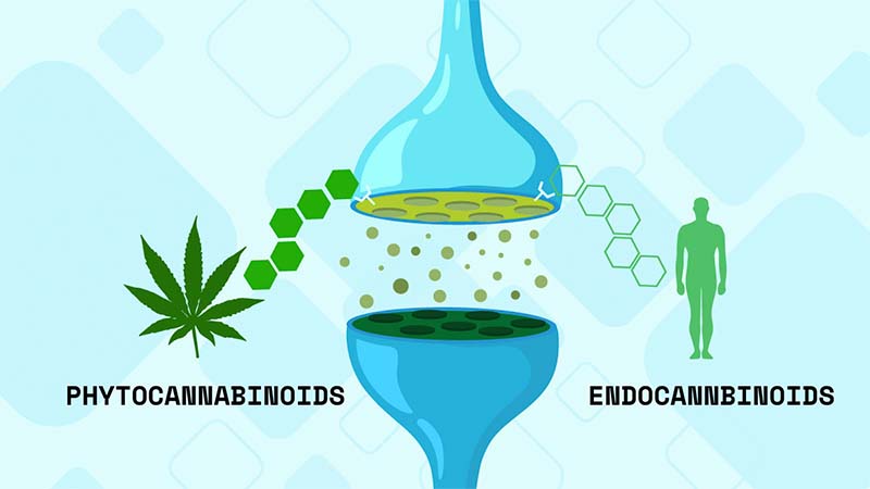 Phytocannabinoids vs endocannabinoids illustration