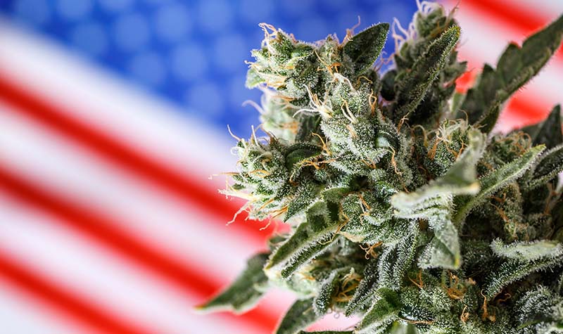 Weed flower with the American flag on the background