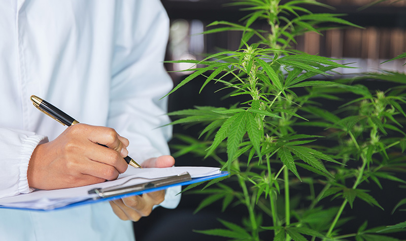 Cultivators checking on the cannabis plants