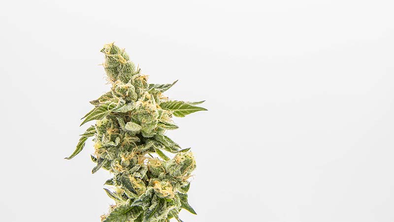 An image of marijuana bud