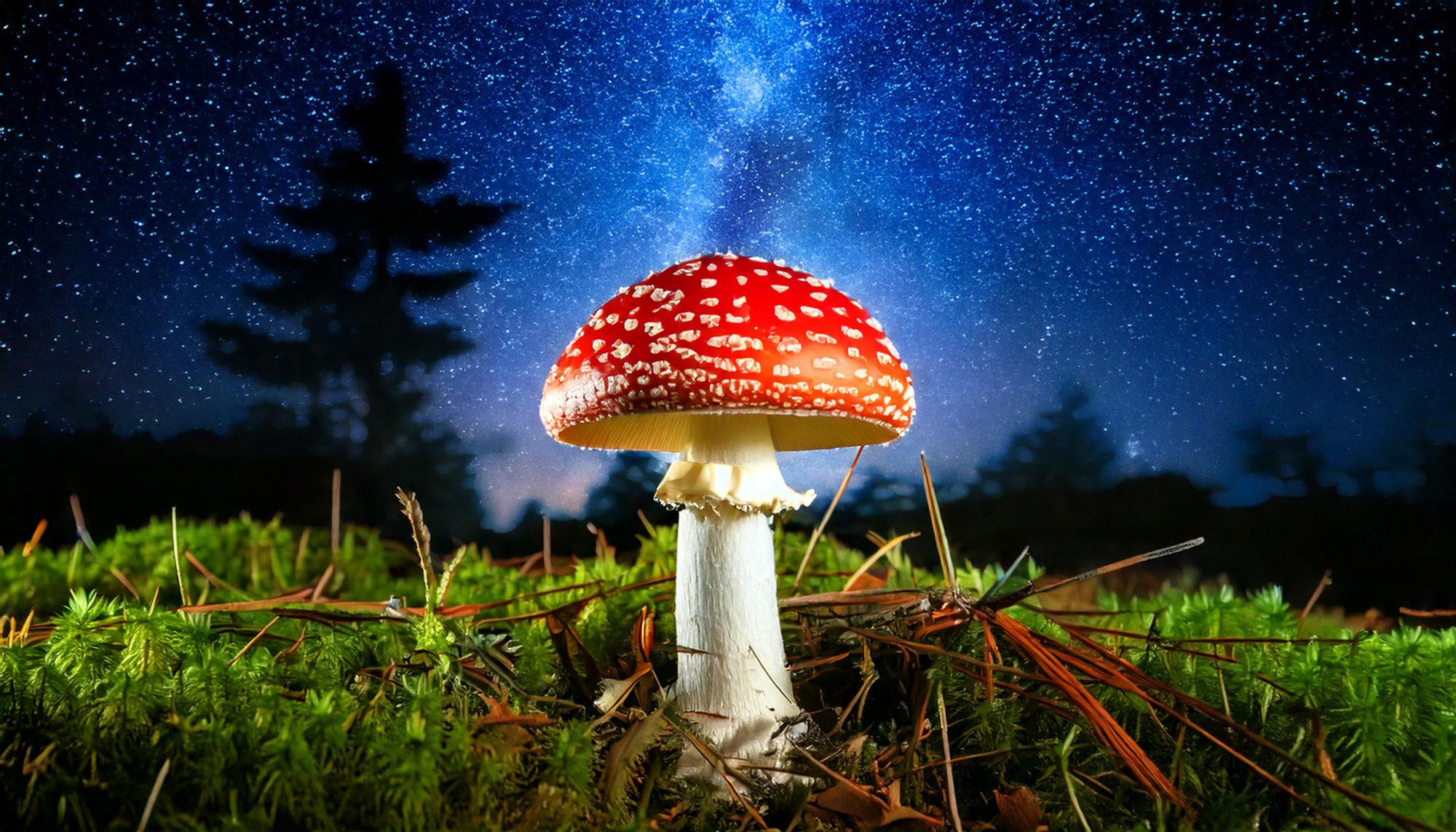 Amanita mushroom in the wild