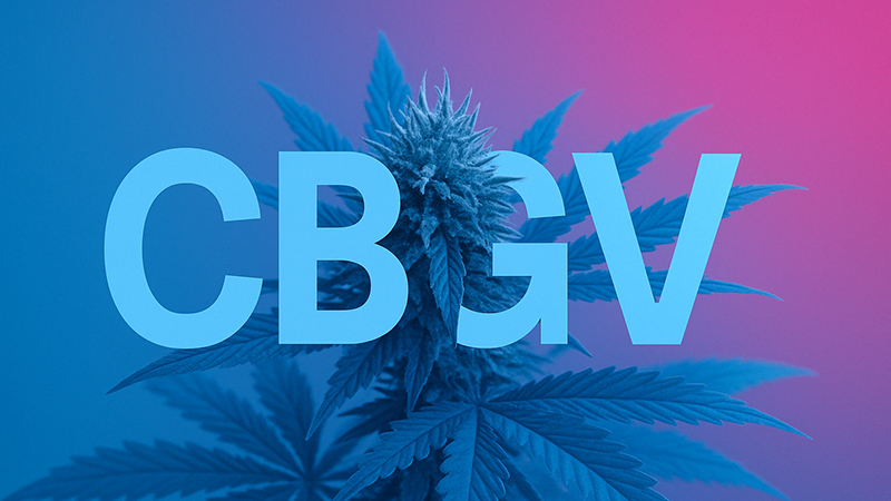 A cannabis plant with the word CBGV in the middle