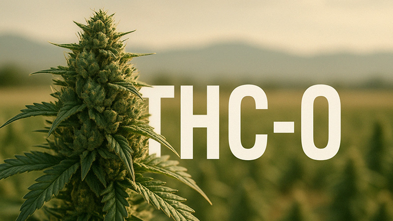 Cannabis plant with the word THC-O next to it